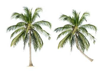 Wall murals Palm tree coconut palm trees