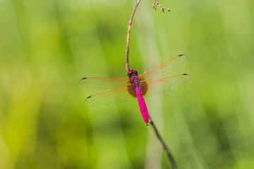 Dragonflies on the meadow