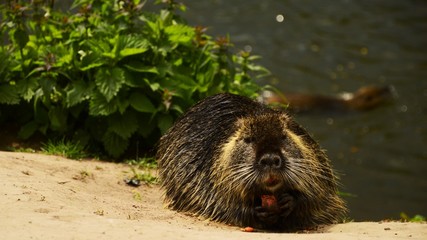 Detailed photo of the nutria on the riverside