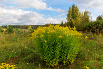 goldenrod blooming in the meadow
