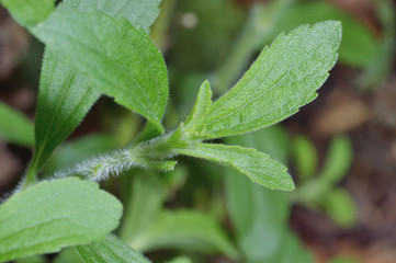 Fototapeta na wymiar Stevia Blätter stevia rebaudiana
