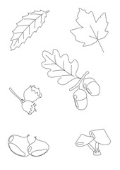 foglie e frutti dell' autunno