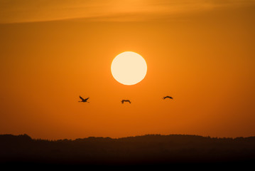 Kraniche ziehen vor Sonnenuntergang an der Sonne am orangefarbenen Himmel vorbei