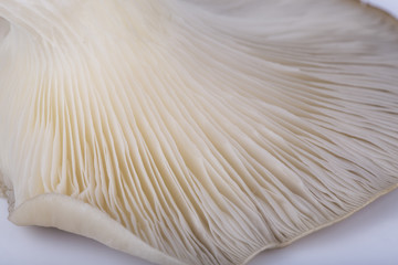 Oyster mushroom gills macro 