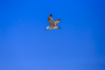 Fototapeta premium Seagull