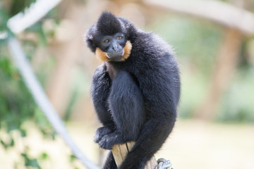 Gibbon à favoris roux, nomascus  gabriellae