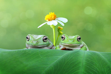 a pair of frog