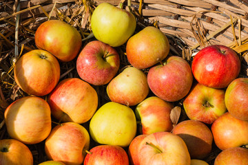 Äpfel im Sonnenlicht