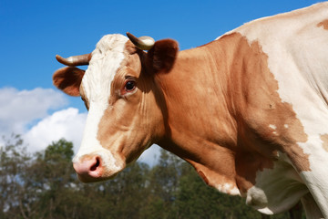 Naklejka na ściany i meble Cow On Pasture