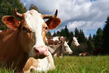 Selbstklebende Fototapete Kuh Kuh auf der Weide