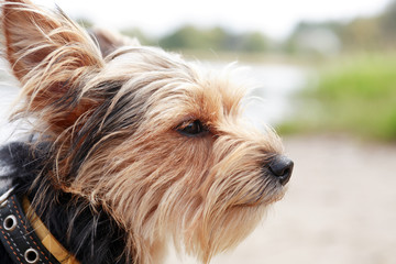 Small Dog Portrait