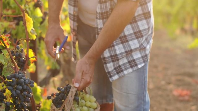 Video of a man working in a vineyard, Sardinia Italy