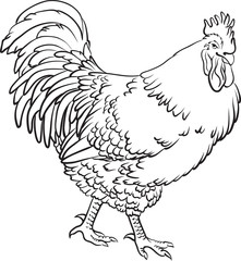 Hand drawn line art black and white sketch of a cartoon cock on a white background