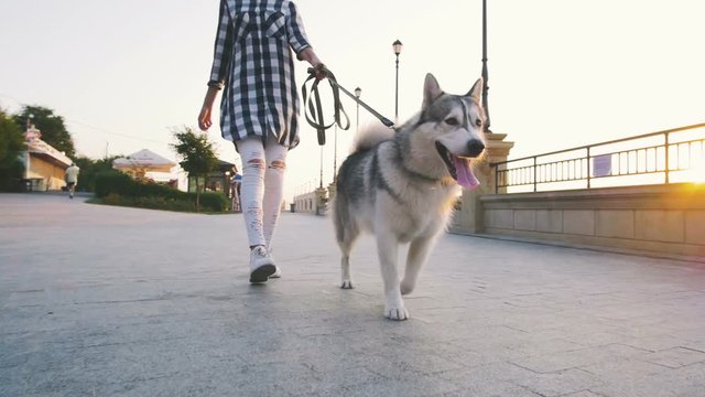 Young female walking with siberian husky dog on sea front at sunrise, slow motion