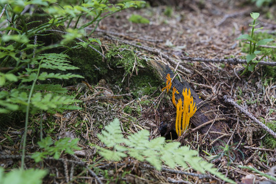 Calocera mushroom and moss on a stump.