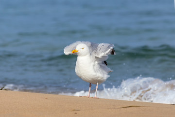 Seagull on the beach in Warnemuende near Rostock, Baltic Sea (Germany)