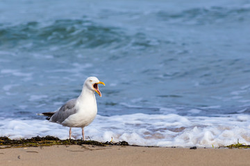 Screaming Seagull on the beach in Warnemuende near Rostock, Baltic Sea (Germany)