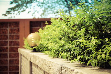 Vintage Brick wall and green leaf