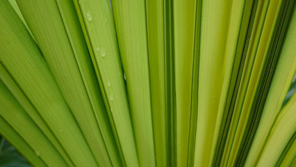 Texture of palm green leaf background