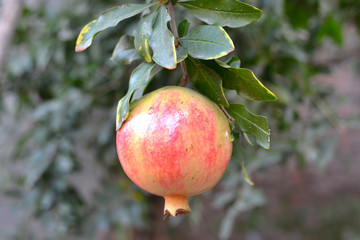 Pomegranate in nature and tree