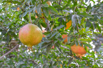 Pomegranate in nature and tree