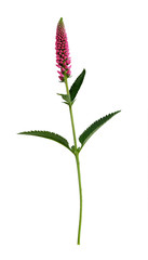 Pink polygonum flower