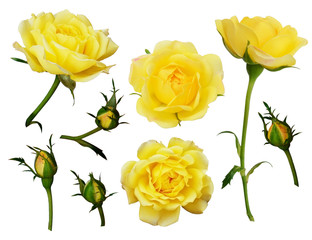 Obraz premium Set of yellow rose flowers and buds