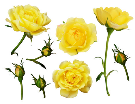 Set of yellow rose flowers and buds