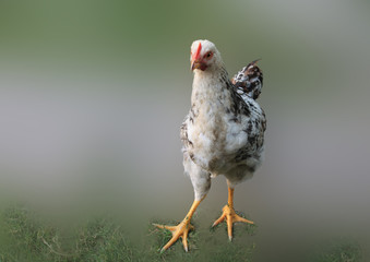 Chicken is standing and looking. Isolated on soft background.