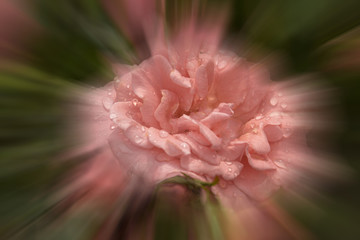 pink roses, sweet soft color background beautiful flowers made with color filters