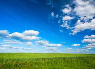 Obraz premium Sky and field.