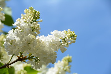 White lilac flowers in the sky