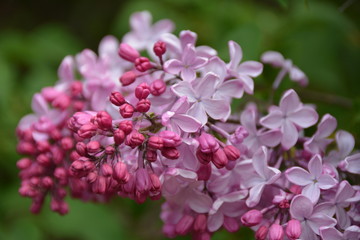 Beautiful blooming lilac flowers in the garden in spring
