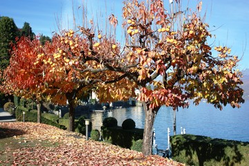 Sharon fruit trees at the Lake Maggiore, Italy

