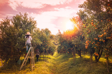 Orange orchard in morning.
