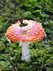 Fly agaric mushroom in a forest