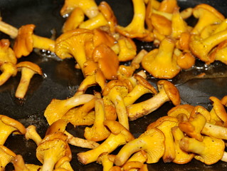Fresh chanterelles frying in a pan