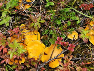 Chanterelles in their natural environment