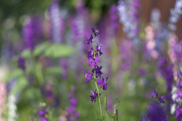 delphinium