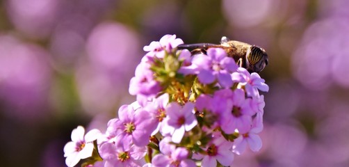 Close up of a Hoverfly on purple blossoms