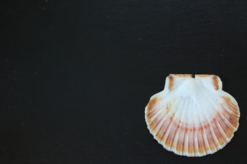Scallop shell on slate plate