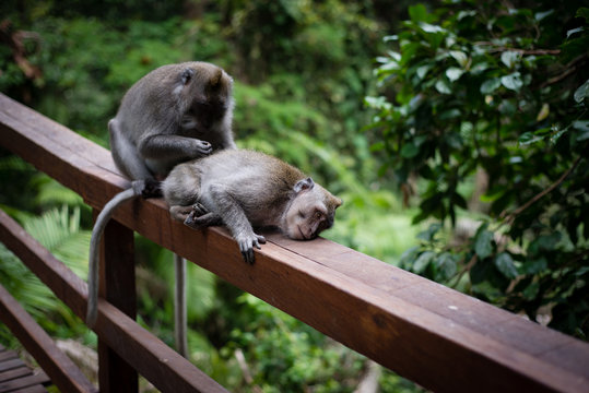 Grooming Monkeys on a fence