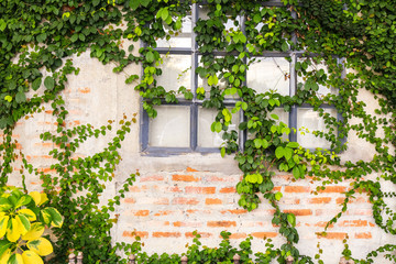 Old brick wall with glass window