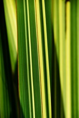 Close up of green and yellow grass blades