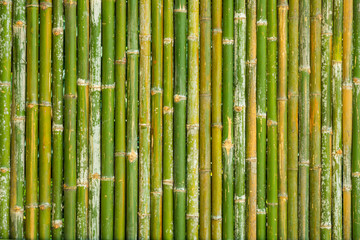 The bamboo fence.