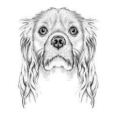 Hand draw Cocker Spaniel portrait. Hand draw vector illustration