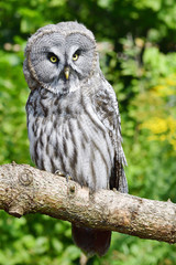 Bartkauz bei der Jagd