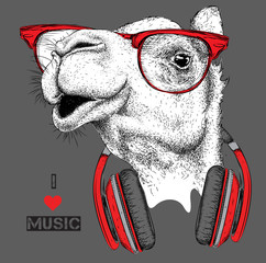 The image of the camel in the glasses, headphones and in hip-hop hat. Vector illustration.