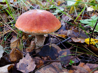 red cap boletus in the forest
