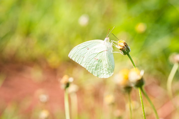Butterfly on a flower